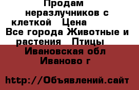 Продам 2 неразлучников с клеткой › Цена ­ 2 500 - Все города Животные и растения » Птицы   . Ивановская обл.,Иваново г.